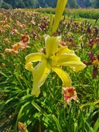 Liliowiec HEAVENLY FLIGHT OF ANGELS -orchideowy pająk złocisty