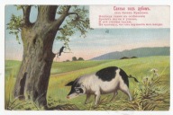 ŚWINIA POD DĘBEM ROSYJSKA BAJKA KRYŁOWA