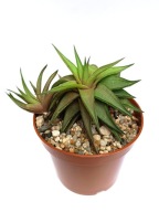 Haworthia limifolia ubomboensis haworsja don. 9 cm