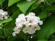 Surmia Katalpa CATALPA nasiona pakiet 20 -30 szt!