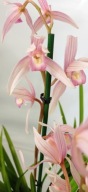 storczyk cymbidium wielopędowe Sa Mo Ijn