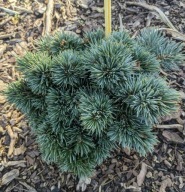 NAJPIĘKNIEJSZA MINIATURKA Świerk kłujący srebrny 'Orava' Picea pungens