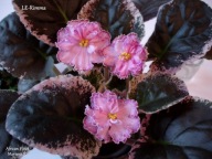 Fiołek afrykański @cięty liść @LE-Rimma @ standard