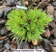 NOWA MINIATURKA Sosna bośniacka 'Pixel' Pinus leucodermis (heldreichii)