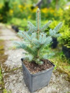 Świerk Srebrny 35-45 cm pod Limanowa