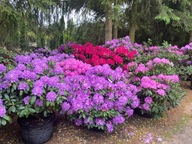 Rhododendron - Różanecznik