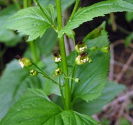 Trędownik bulwiasty nasiona 300szt ***