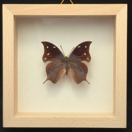 Motyl w gablotce Memphis