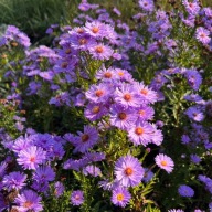 Aster nowobelgijski 'Magic Lavender' (Aster novi-belgii) Duża sadzonka P13