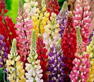 Łubin trwały mix doniczka 1 szt. doniczka