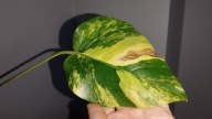 Monstera YELLOW SPLASH Aurea Marmorata Variegata ukorzeniona