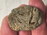 Skamieniałe koralowce algi glony agaty muszlowe