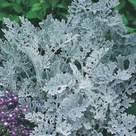 Starzec Mróz Senecio Silverdust