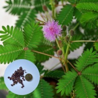 Mimoza wstydliwa – REAGUJE NA DOTYK! mimosa pudica (100 nasion +instrukcja)
