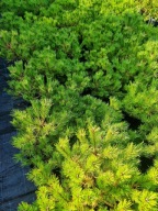 Sosna Otto Compact na pniu C5 duża sadzonka