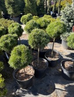 Sosna górska kosodrzewina Mops na pniu 45-60cm