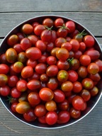 Pomidor Kumato Mini super plenna koktajlówka nasiona kolekcjonerskie