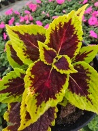 Koleus - Coleus Main Street Alligator Alley