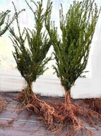 CIS POSPOLITY ZIMOZIELONY 50-70 cm DUŻA SZEROKA SADZONKA