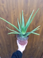 aloe vera var. chinesis sadzonka L don. 16 cm 4 letni