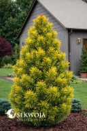 ZŁOTA KOLUMNA, UNIKAT Sosna górska 'Gold Sentinel' Pinus mugo