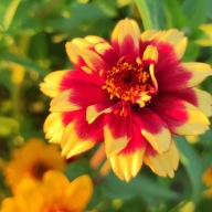 Cynia meksykańska - mix kolory - 250 nasion