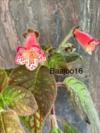 Kohleria YF's Jill - kłącze