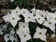 Dereń kousa 110-130cm