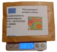 Cynia daliowa wyniosła Z OGRODU CZAROWNICY 2g nasiona
