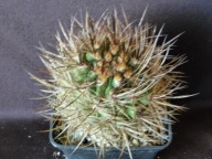 Kaktusy: Neoporteria albidiflora
