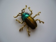 BROSZKA ŻUK CHRABĄSZCZ OWAD