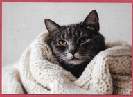 Kot kotek koty rasa harce kot w życiu człowieka pocztówka