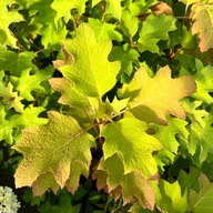 Hortensja dębolistna 'Applause' (Hydrangea) P13