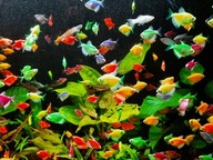 Tetra - 14 szt i 2 czarne skalary