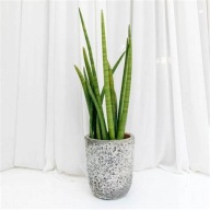 Sansevieria cylindrica sansewieria wężownica cylindryczna SADZONKA 40 cm