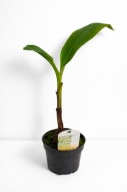 Bananowiec Musa chiliocarpa - Kolekcjonerski - DUŻE ROCZNE SADZONKI