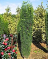 Cis pospolity na ŻYWOPŁOT FASTIGIATA Robusta kolumnowy sadzonki 10 cm