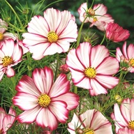 ONĘTEK KOSMOS sensation PICOTEE SADZONKA W POJEMNIKU MIODODAJNA