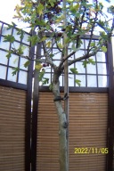 Głóg Scarlet różowy kulisty szczepiony stary okaz 300cm pienny inny