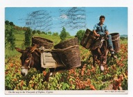 Pocztówka Cypr transport winogron