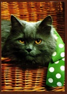 Kot kotek koty rasa harce kot w życiu człowieka pocztówka