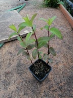 Mięta cytrynowa (sadzonka)