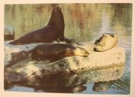 WARSZAWA. ZOO Miejski Ogród Zoologiczny. Uchatki kalifornijskie. Zalophus