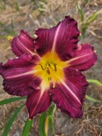 Liliowiec Romanian Fioletowy,