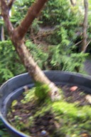 Dereń ekranowy szczepiony owoc jadalny 170cm inny