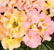 PIERWIOSNEK Primula acaulis CANDY ROSE KWIATY WIOSENNE