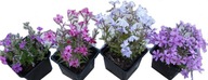 Phlox niski 100 szt zestaw floks mix