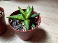 Haworsja wąskolistna haworthia sukulent liście z kropkami oszronione