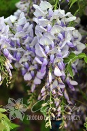glicynia chińska 'Blue Sapphire' Wisteria