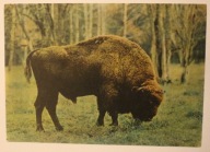 PUSZCZA BIAŁOWIESKA. Pasący się żubr ( bison bonasus ) CZYSTA